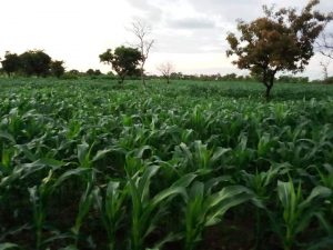 Catalysing the competitiveness of maize value chains for increased incomes